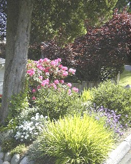 Rhododendron and other shrubs.