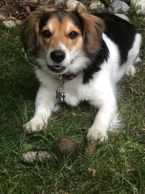 Ballie or cone? (Photo: Maria Cook).