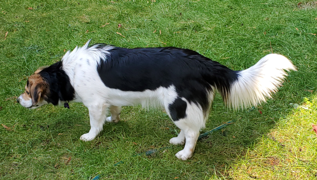 Look at my magnificent tail!