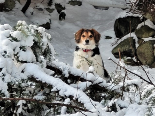 The Snow Queen.